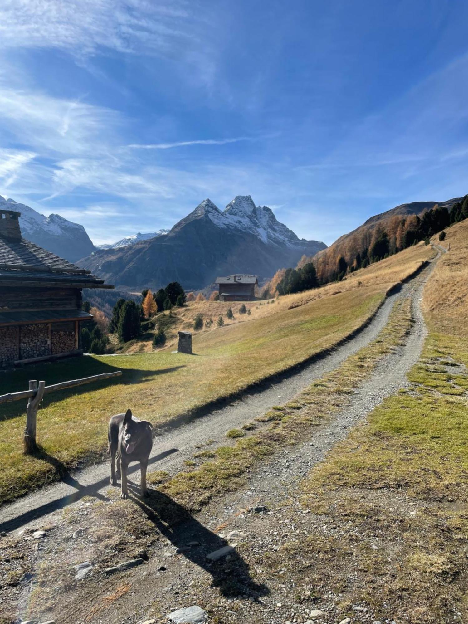 Residence S Lucia - Appartamenti Alle Porte Di Bormio Valdisotto Eksteriør bilde